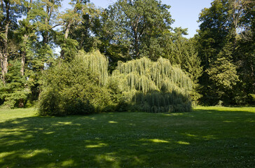 Quiet corners of the park on a sunny summer day. Park with beautiful trees illuminated by the sun's rays. Summer in the park. Quiet place of the park without people.