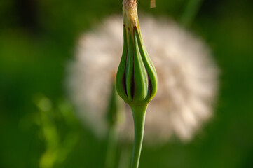 A detailed image showcasing the fragile beauty of a Goat's Beard bud with a seed head behind it. Lush greenery in a sunny meadow symbolizes growth, nature, and serenity.