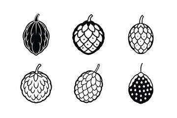 Noni – Morinda citrifolia line art vector illustration