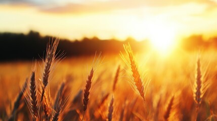 Naklejka premium Sunrise wheat fields rural landscape nature photography golden glow close-up view