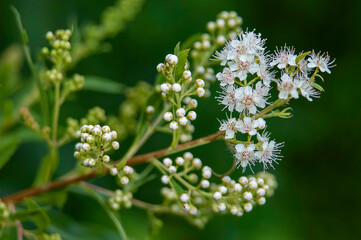 closeup of narrowleaf meadowsweet