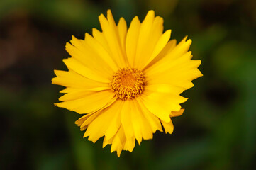 portrait of a yellow coreopsis flower
