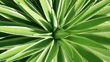 Fototapeta premium Beautiful leaves of garden plants shines in the sunlight 