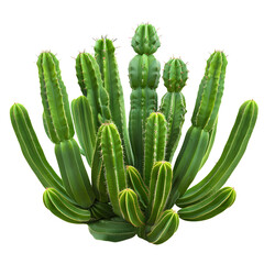 cactus isolated on transparent background, detailed photo, png 