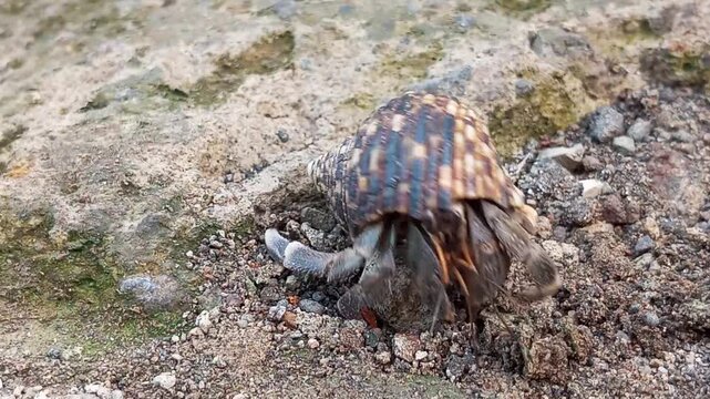 Hermit crabs (Paguroidea) do not have their own shells, they use snail shells or other molluscs as homes for self-defense, when they feel the danger has passed the hermit crab will come out.