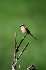 Bird at Deosai National Park, Pakistan.
