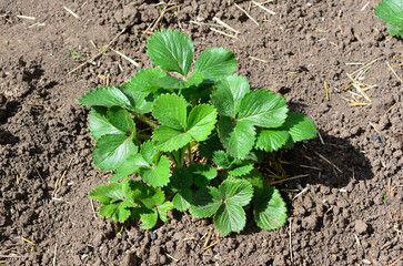 Close-up of a young strawberry plant growing in a garden
