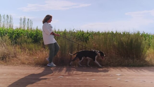 Side view. A girl walks along a dusty road, pulling the leash to restrain the pit bull, which strains ahead. The sun beats down, dry grass lines the road, and corn stalks stretch into the distance.