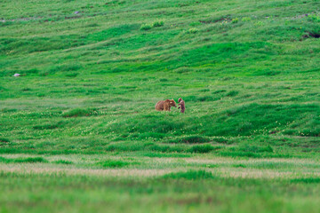 The brown bear of Seosai,
The brown mother bear of Deosai with her cub wandering in Deosai National Park, Skurdu, Pakistan