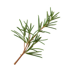 Fototapeta premium A green leafy plant with a thin stem. The stem is brown and the leaf is green