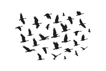 black silhouette flock of birds backlit