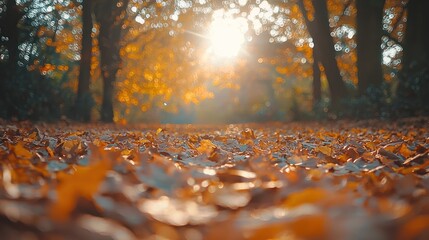 Autumn sunlight path through fallen leaves in park