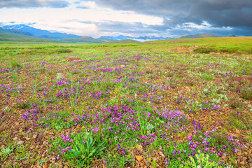 Flowering at Deosai National Park, Pakistan
