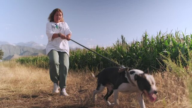 Low angle. A teenage girl walks along a cornfield across a sun scorched path, holding the leash and trying to restrain the pit bull, which pulls ahead, with distant mountains rising along the horizon