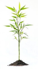 Fototapeta premium bamboo plant isolated on white