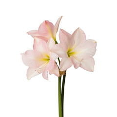Obraz premium A single pink flower with a yellow center is standing upright on a white background. The flower is the main focus of the image, and its bright colors create a sense of freshness and vitality
