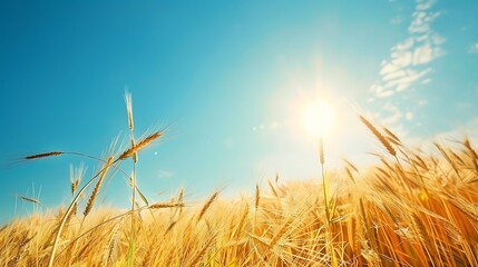 Low-angle view of golden wheat field under a bright blue sky with the sun shining.

