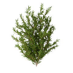 Obraz premium A green bush with green leaves. The bush is full and has a lot of leaves