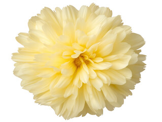 A yellow flower with a white center. The flower is the main focus of the image. The flower is in full bloom and has a bright, cheerful appearance