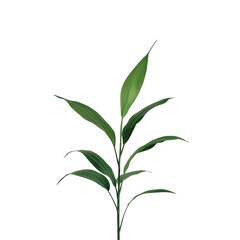 Fototapeta premium A green leafy plant with a long stem. The leaf is green and has a pointed tip