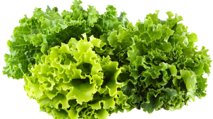 lettar leaf lettuce isolated on transparent background, detailed photo, png 
