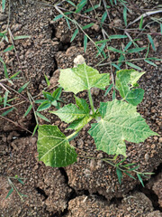 Cnidoscolus urens, Hierba o arbusto o plata que pica