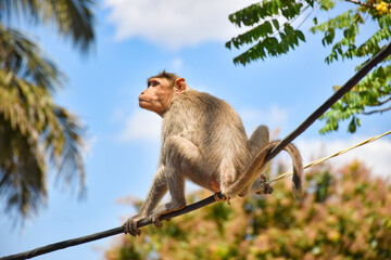 Ape on a power cable
