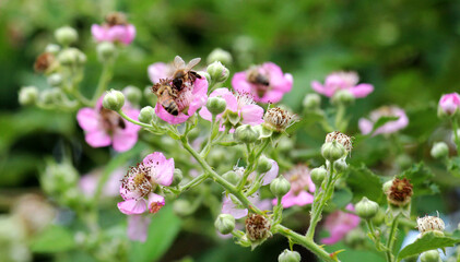 Fototapeta premium Blackberries are blooming in the orchard