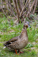 A female mallard duck standing on the grass. The funny duck has a distinctive mottled brown and black plumage, with a bright orange beak and feet.