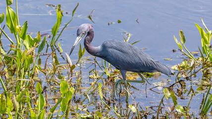 Little Blue Heron Standing on  Floating Vegetation in a Calm Wetland Marsh near Waters Edge Hunting Stalking Striking Pose