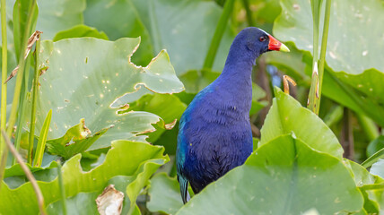 Purple Gallinule with Colorful Plumage in Green Aquatic Plants in Marsh Wetlands of Florida Striking Bright Beautiful Birds