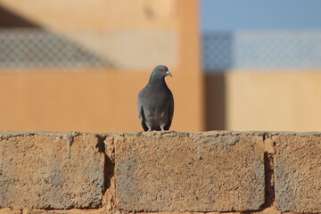 Obraz premium A close-up of a pigeon standing on top of a building