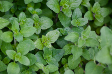peppermint Herb Growing leaves plant 