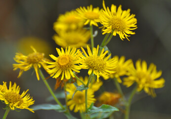 Inula blooms in the wild in summer.
