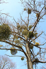 Mistletoe (Viscum album) parasitizes on a tree