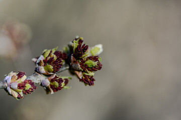 Die Natur erwacht nach dem Winter