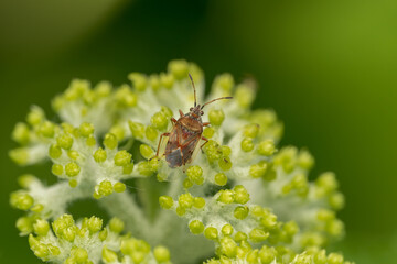 Close up of a small birch catkin bug (Kleidocerys resedae) on a flower. Family Lygaeidae. Dutch garden, Spring.  Insect in natural habitat.
