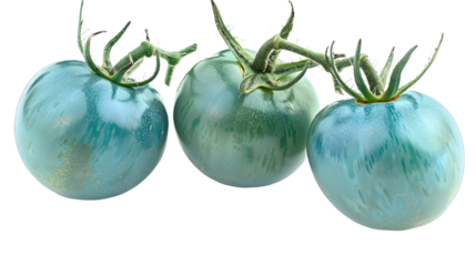 Turquoise tomato telegram isolated on transparent background, detailed photo, png 