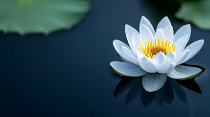 White Lotus Flower On Dark Water