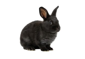 Adorable Black Bunny Rabbit - Cute black bunny rabbit sitting, isolated on transparent background. Perfect for various projects