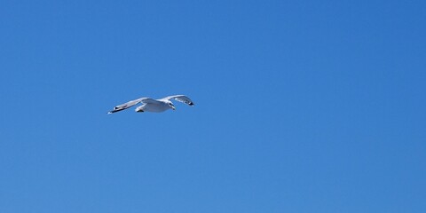 A seagull alone flies isolated in the blue sky. Symbol of freedom