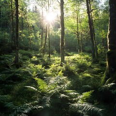 Obraz premium morning in the forest