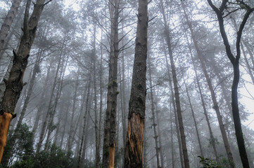 Misty fir forest landscape in vintage style. Green and blue trees stand tall amidst the misty atmosphere. Morning light casts a warm glow on the scene.