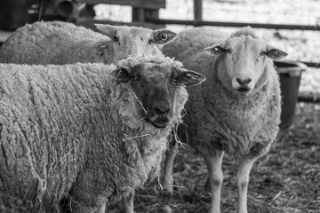 Kühe und Schafe auf Wiesen im Münsterland zur Frühlingszeit