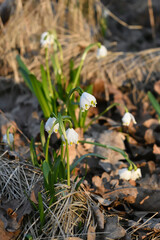 snowdrops in the snow