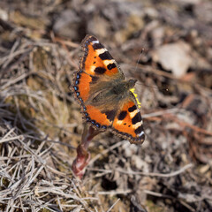 butterfly in spring day closeup