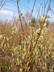 willows with buds in the spring forest