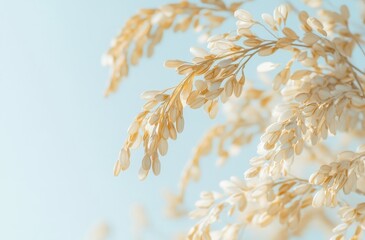 ears of wheat