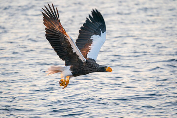 Steller's sea eagle in flight