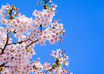 closeup photo of white spring cherry blossom on branch